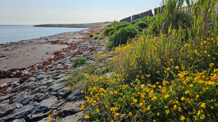 Afbeelding van de dijk aan de Oosterschelde met planten