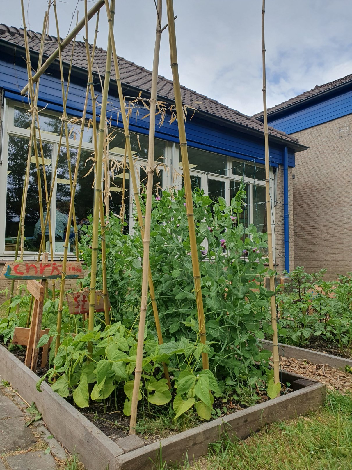 Groenblauwe schoolpleinen 4
